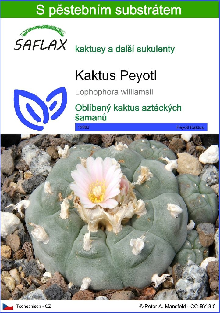 SAFLAX - Kaktus Peyotl - Lophophora williamsii - 20 Semena Obrázek produktu 