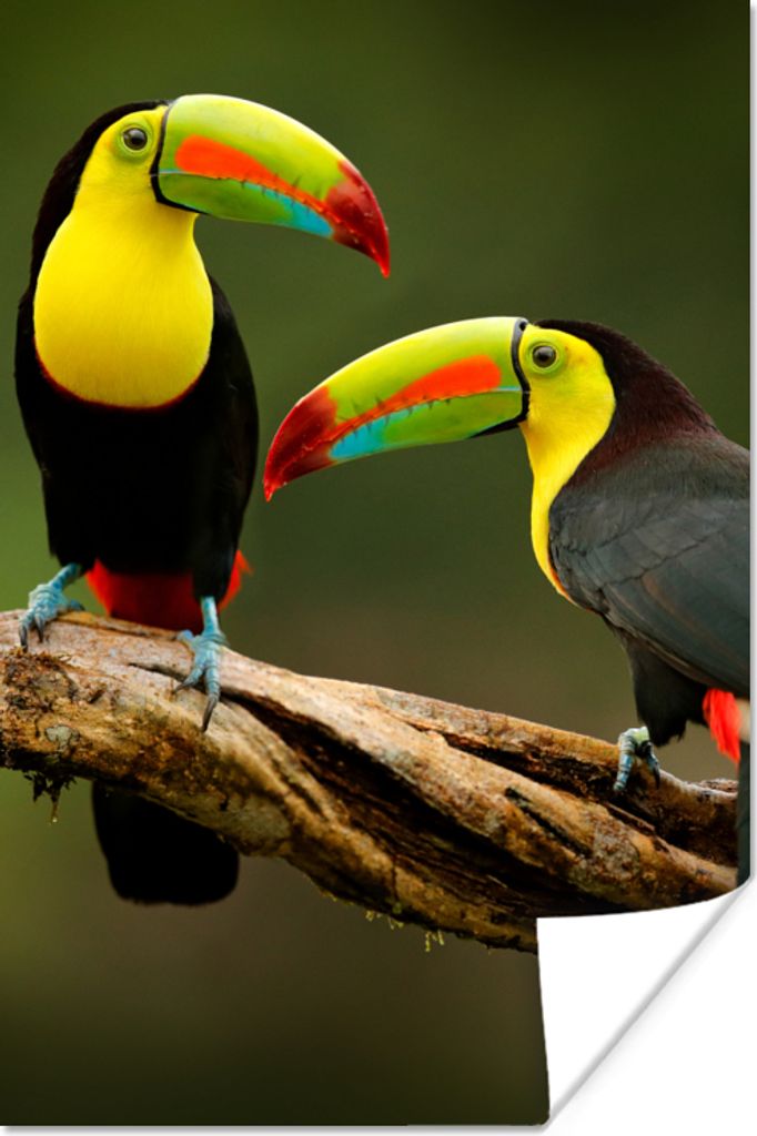 MuchoWow Poster Vögel - Tukan - Zweig - Tiere - Regenbogen 20x30 cm - Papierdruck