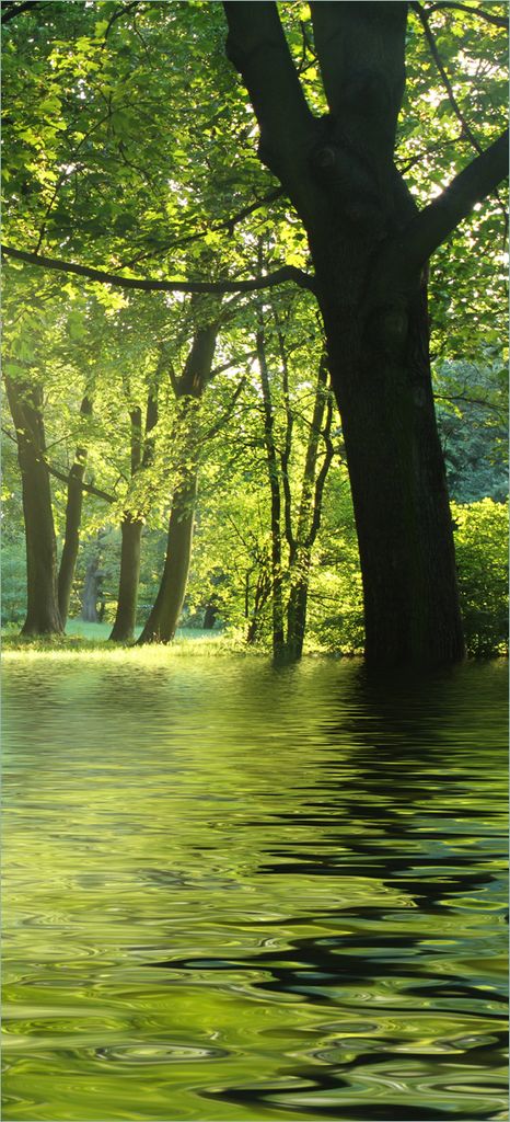 Türtapete Türposter Idyllischer See im Wald bei Sonnenschein - Größe: 93 x 205 cm