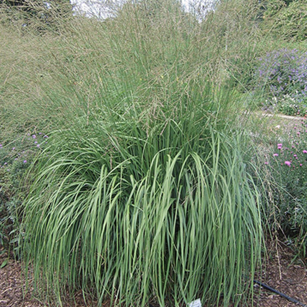 6 x Garten-Pfeifengras - Molinia arundinacea 'Windspiel' | Topf 9cm x 9cm