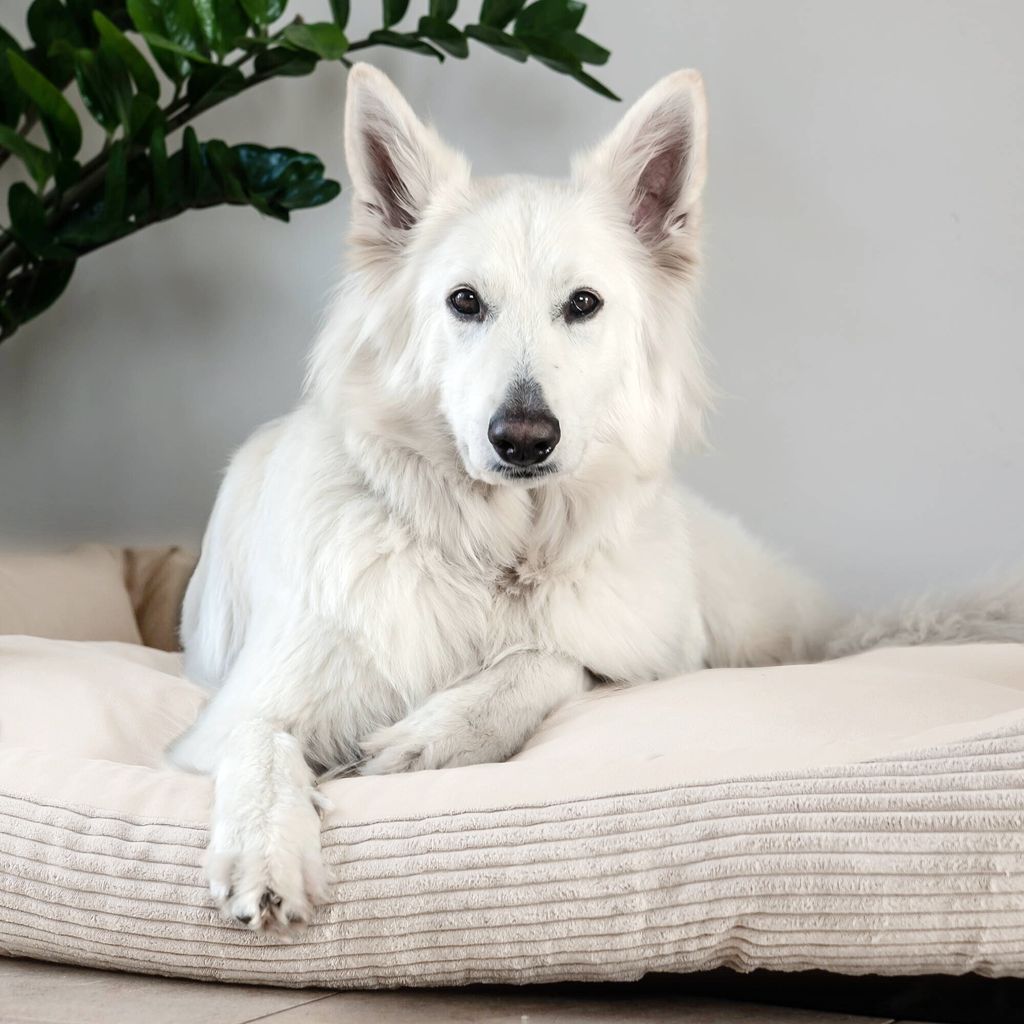 diät hunde trockenfutter Dr. Clauders RSD Nierendiät Trockenfutter für Hunde