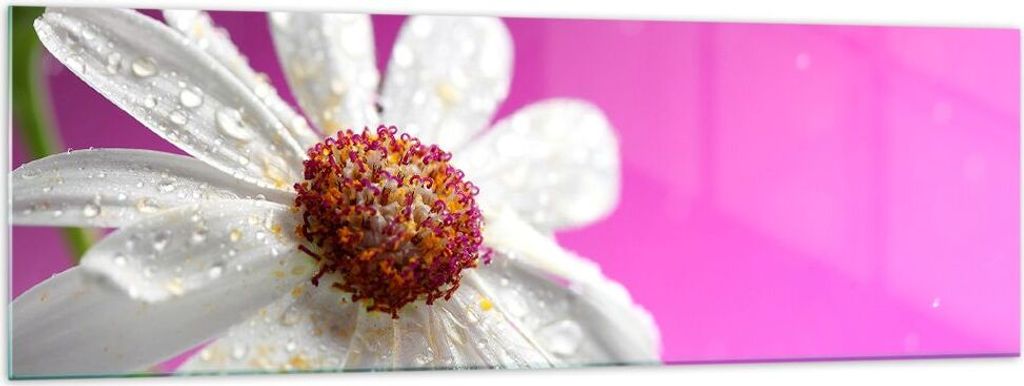 Bilder auf glas - Blume frühling garten - 160x50cm - Glasbilder - Wandbilder - Kunstdruck - zum Aufhängen bereit - Wanddekoration aus Glas - Glas...