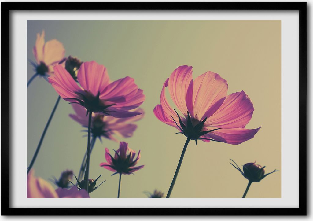 Bild - Bilderrahmen - 100 cm x 70 cm - MDF - Rahmen - Foto - Wandkunst pinke Blumen