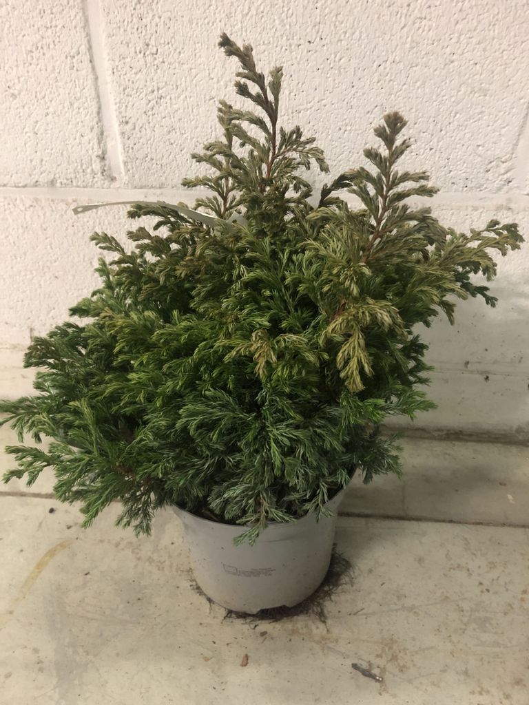 Chamaecyparis pisifera 'Boulevard' - Zwerg-Scheinzypresse 30-40 cm container