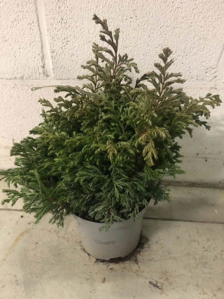 Cyprès faux nain Chamaecyparis Boulevard 30-40 cm en conteneur de 3L