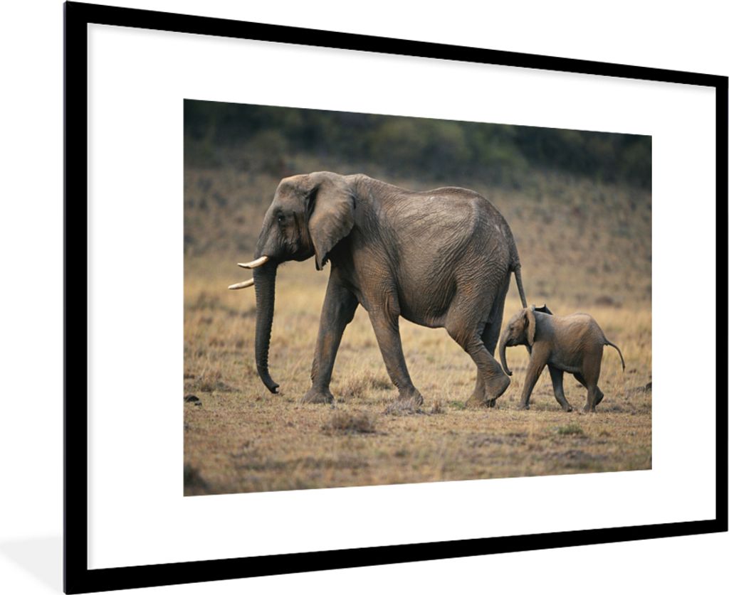 MuchoWow MuchoWow Gerahmtes Poster Elefant - Tiere - Savanne - Natur 90x60 cm - Poster mit zchwarzem Bilderrahmen - Wanddekoration - Fotos