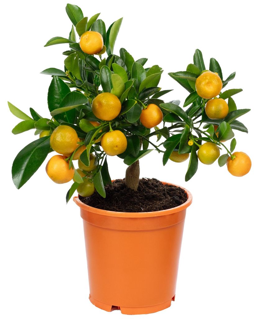Calamondinorange - Citrofortunella microcarpa - Höhe ca. 46 Produktbild 