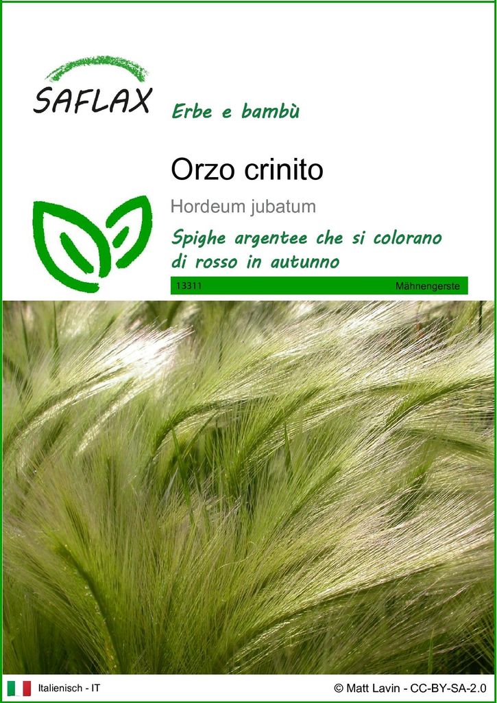 SAFLAX  - Orzo crinito - 70 semi - Hordeum Immagine del prodotto 
