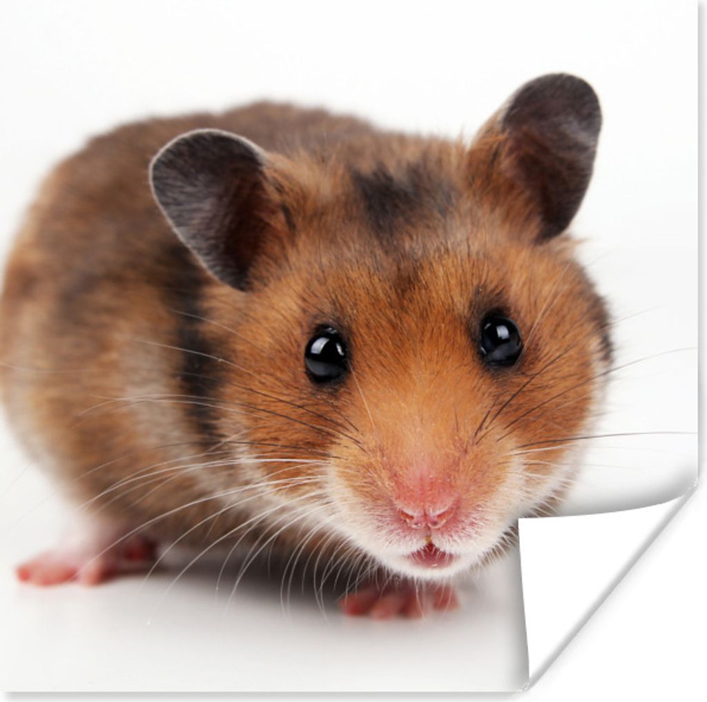MuchoWow Poster Neugieriger Hamster 30x30 cm - Wandposter - Printing