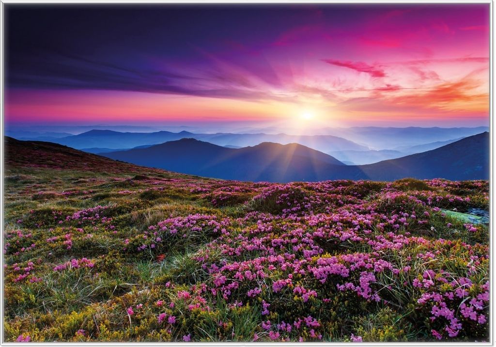 Wallario Wandbild Blumenbedeckte Wiese bei Sonnenuntergang, Produktbild 