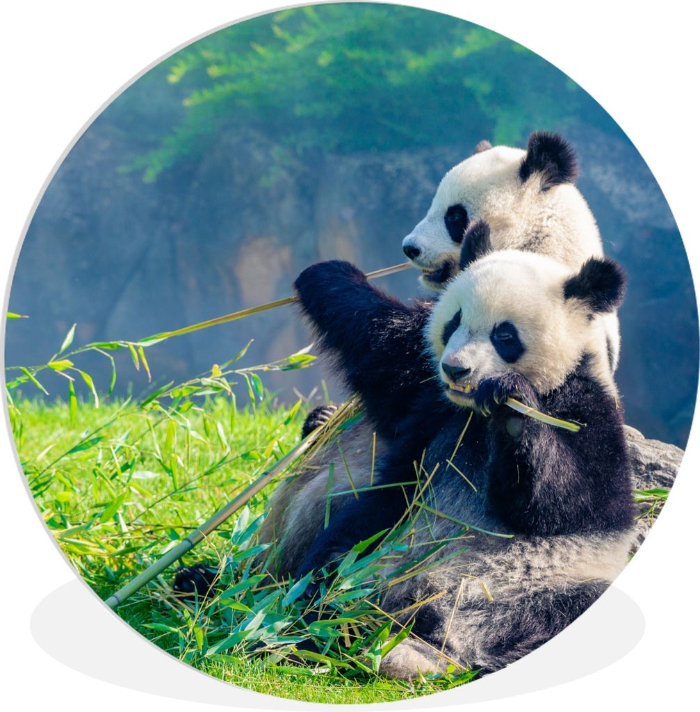 MuchoWow Rundes Wandbild - Runde Bilder Panda - Bambus - Gras - Tiere Ø 60 cm Kreis Wanddekoration Kunststoff - Wandkreis - Wandschmuck - Wand K...