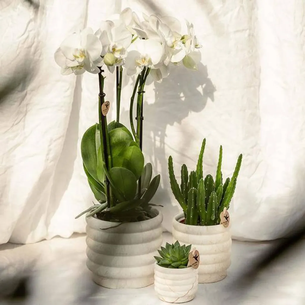 Petit pot de fleurs en céramique design marbre clair pour orchidées - 7