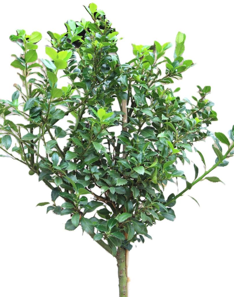 Stechpalme Ilex Heckenstar Hochstamm 80 - 100 cm Ilex Meserveae immergrün