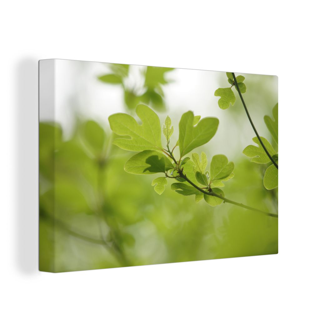 OneMillionCanvasses - Leinwandbilder - 140x90 cm, Die Formen der Sassafrasblüten in der Natur, Wandbilder Kunstdruck Wanddekoration - Foto auf L...