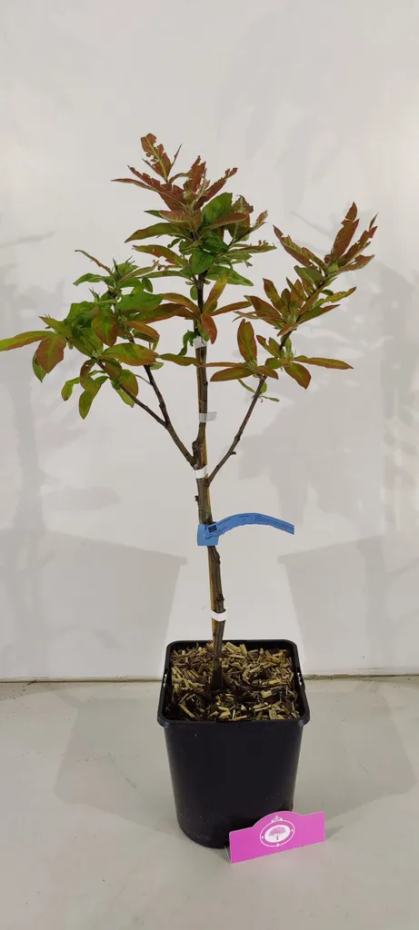 Nèfle Mespilus Westerveld : Variété productive, plant en pot 5L