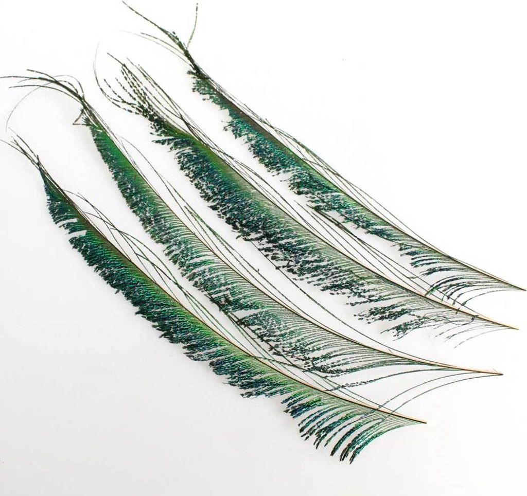 16 Pfauenfedern ca 20-25cm Federn Vogel Pfau Peacock feathers grün blau Schimmer