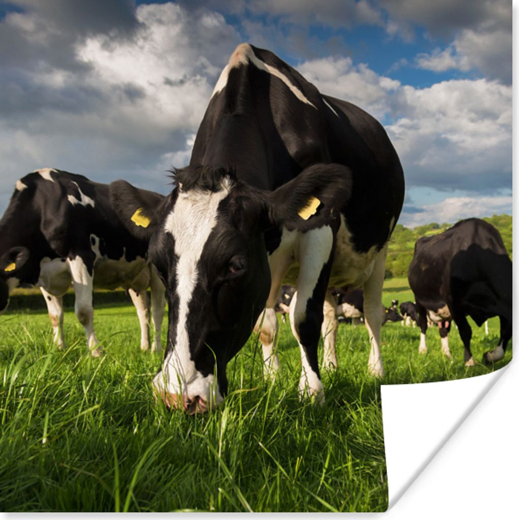 MuchoWow Poster Kühe - Tiere - Gras - Wiese - Bauernhof 100x100 cm - Babyzimmer