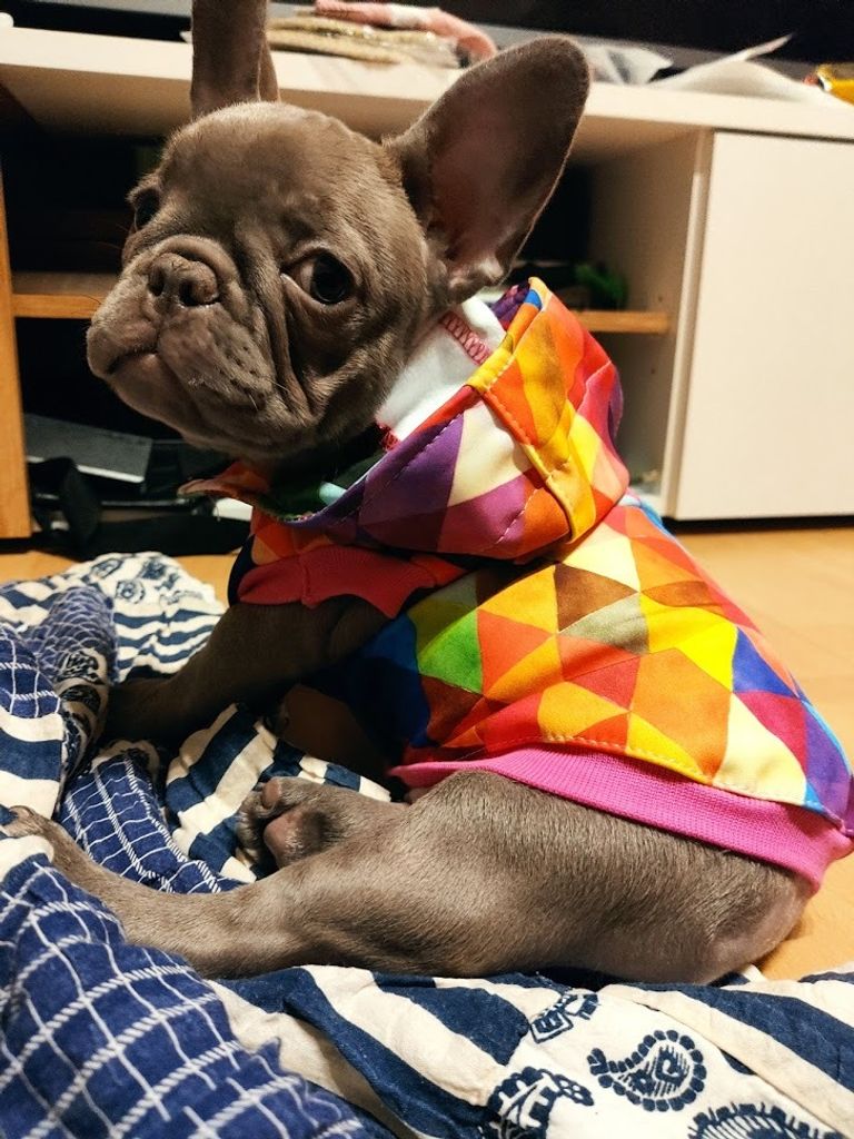 nted Dog Nepromokavá softshellová bunda pro psa - Rain Obrázek produktu 4