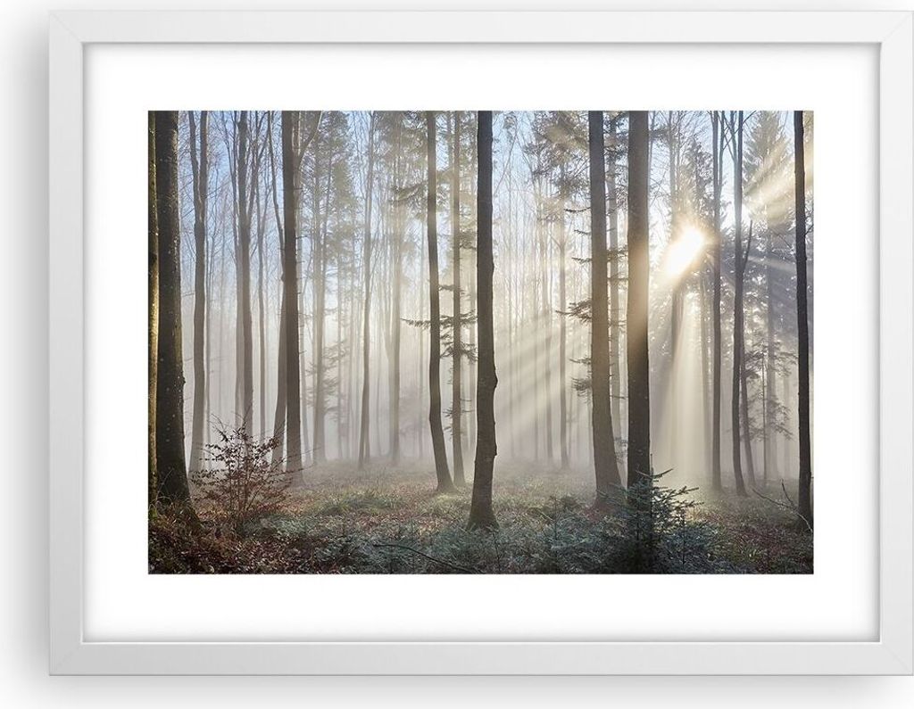Gerahmtes Poster - Weißer Rahmen - Wald Baum Natur - 40x30 cm - Wand Bild - Wanddeko - Wandbilder - Kunstposter - Wandposter - Bilderrahmen - Bild...