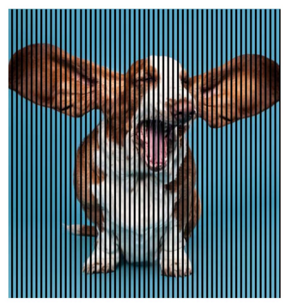 Akustikpaneele mit Digitaldruck Dog01 19 x 2253 x 2400 mm Hund MDF PET-Fasern Wandpaneele Blau Braun 4 Einzelplatten