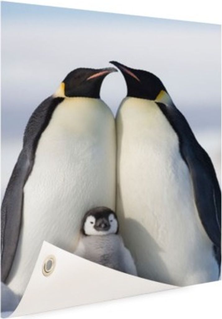 Gartenposter - 80x120 cm - Pinguindruck Fotodruck - Modernes Wandbilder