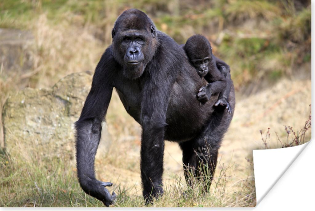 MuchoWow Poster Bild eines Gorillas mit einem Jungtier auf seinem Rücken 180x120 cm - Fotoplakat