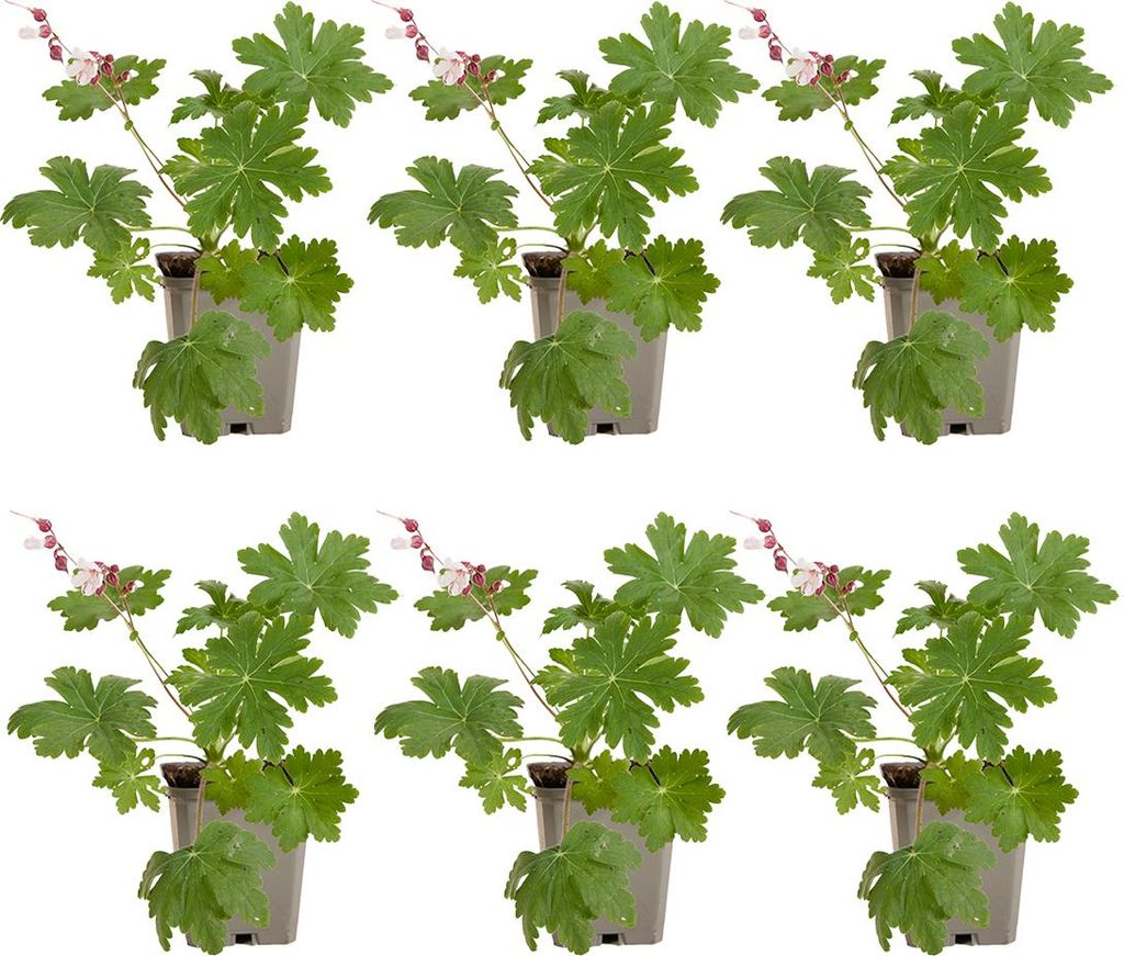 Bloomique - Lot de 6 - Géranium macrorrhizum ‘Spessart’ - Image du produit 