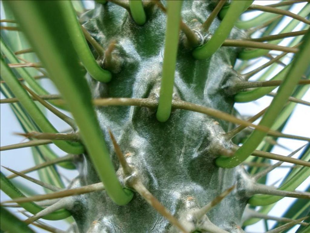 Pachypodium lameri - Véritable palmier de Madagascar - pot Image du produit 