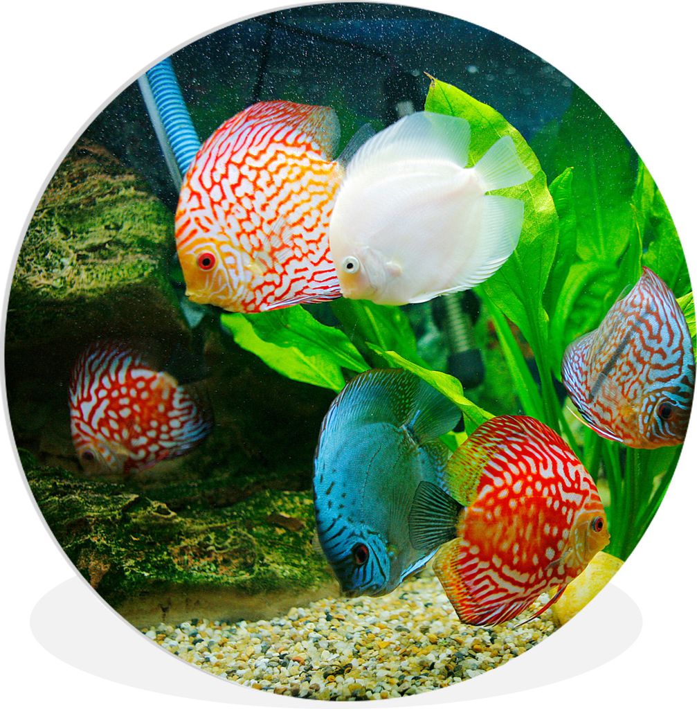 MuchoWow Rundes Wandbild - Runde Bilder Fische in einem Aquarium Ø 90 cm Kreis Wanddekoration Kunststoff - Wandkreis - Wandschmuck - Wand-Kreis ...