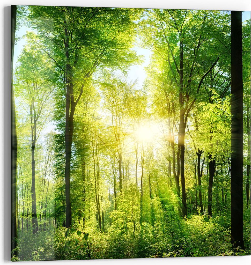 DEQORI Glasbild Echtglas 30x30 cm 'Sonne durchbricht Wald' Wandbild Bild modern Deko