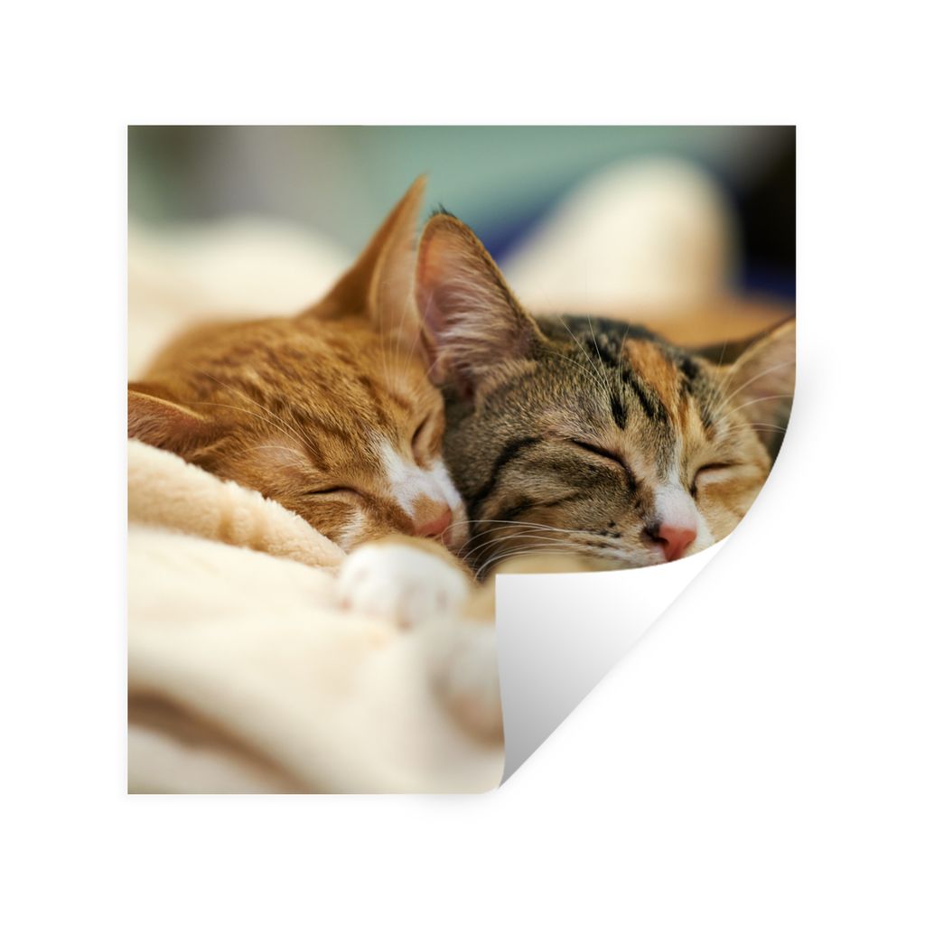 MuchoWow Wandtattoo Wandsticker Wandaufkleber Katzen - Schlafen - Vorleger 80x80 cm Selbstklebend und Repositionierbar - Wierderverwendbar - Selb...