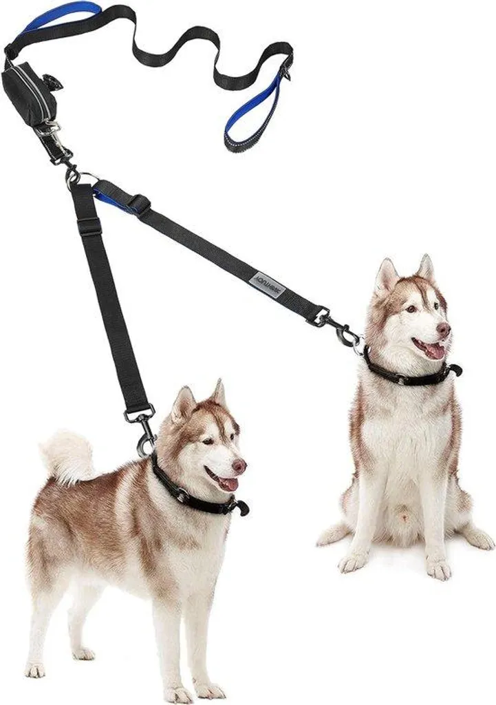 Laisse anti-traction chien 50kg : finissez-en avec les nœuds et sacs