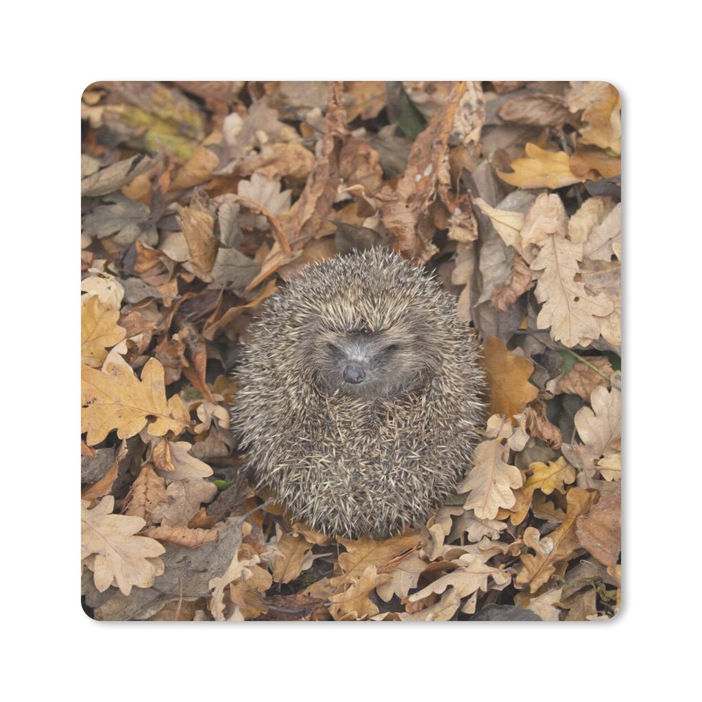 MuchoWow Mauspad Mousepad Igel - Herbst - Wald 30x30 cm - Mousepads - Maus Mat - Pad - Mausunterlage - Gaming