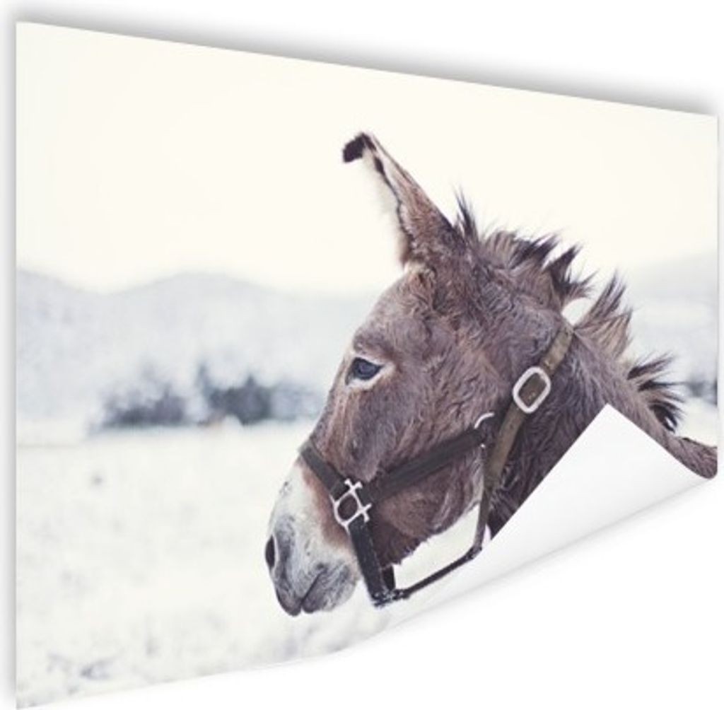 MuchoWow Poster Esel im Schnee 120x80 cm - Bilder