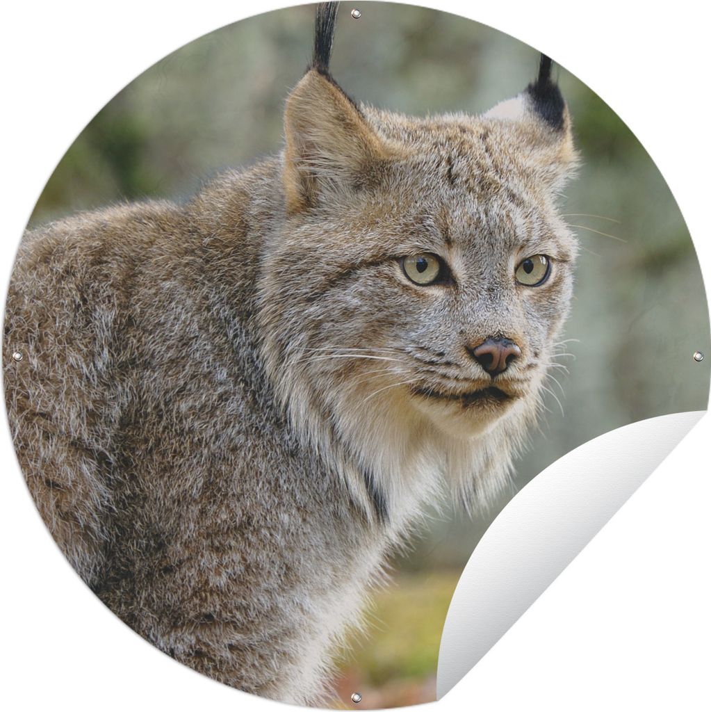 MuchoWow Gartenposter Outdoor-Poster Rund Luchs - Wald - Grau Ø 120 cm Gartendeko Rundes Poster draußen