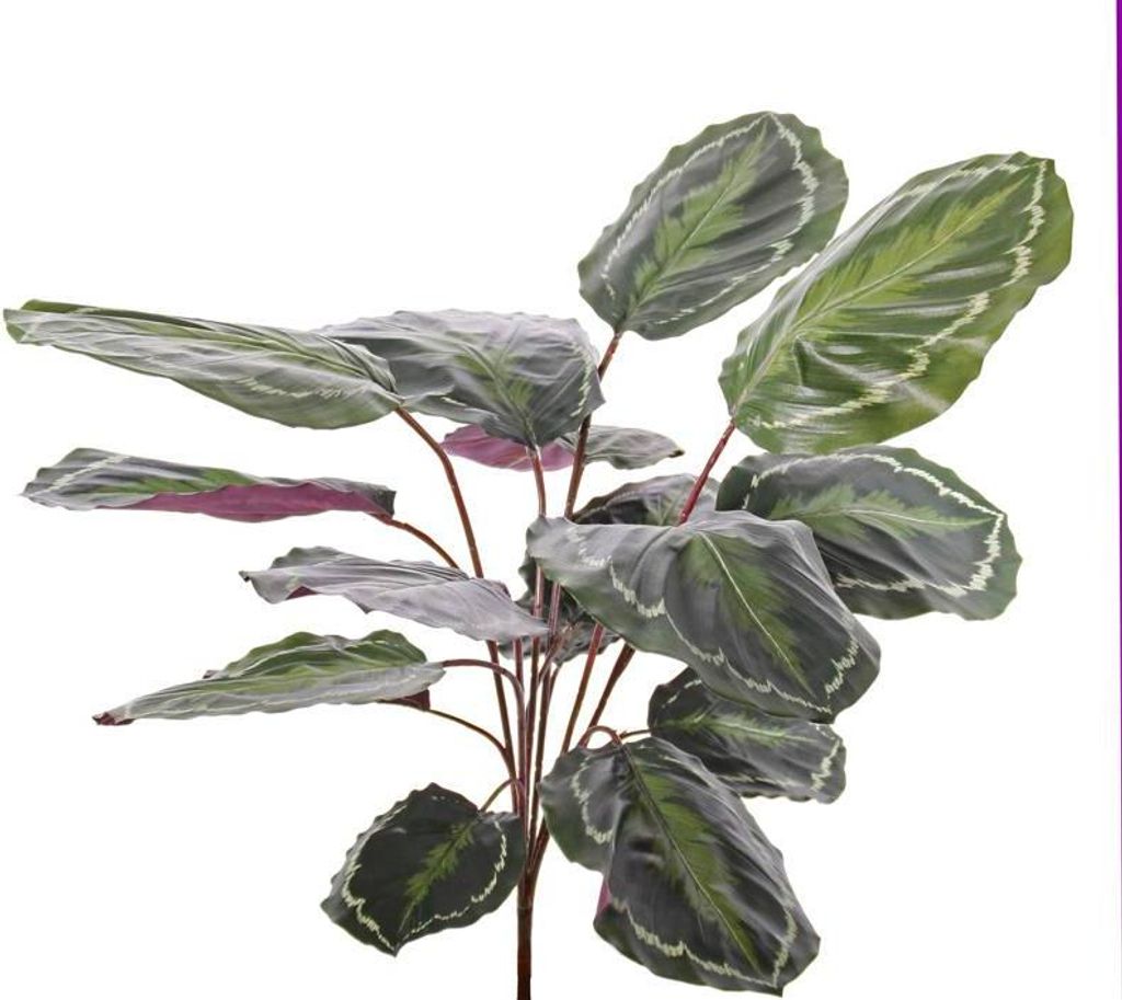 artplants.de Deko Pflanze Calathea Medaillon Brihanna auf Steckstab, grün, 75cm - Deko Zimmerpflanze