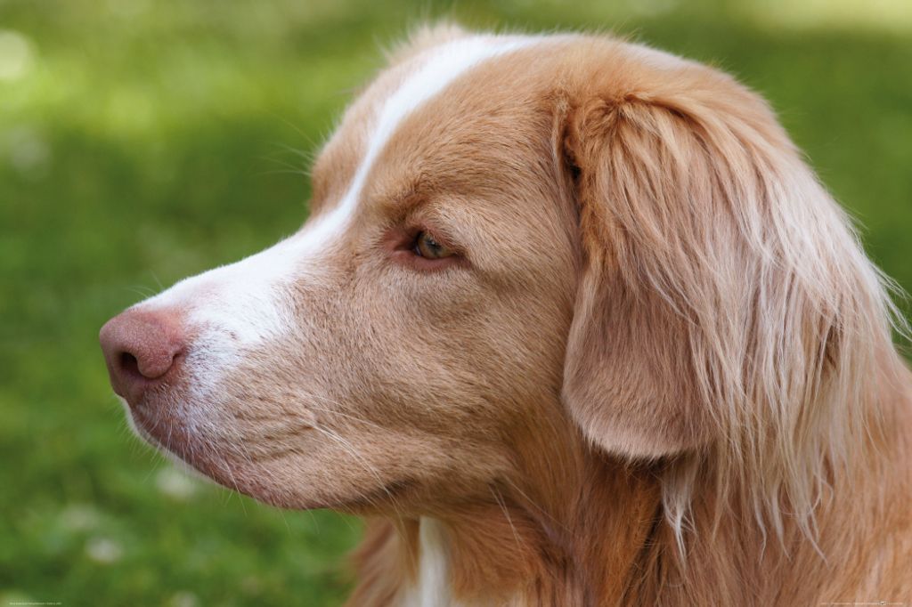 Hunde Kunstdruck Bild - Kanadischer Retriever (80 x 120 cm)