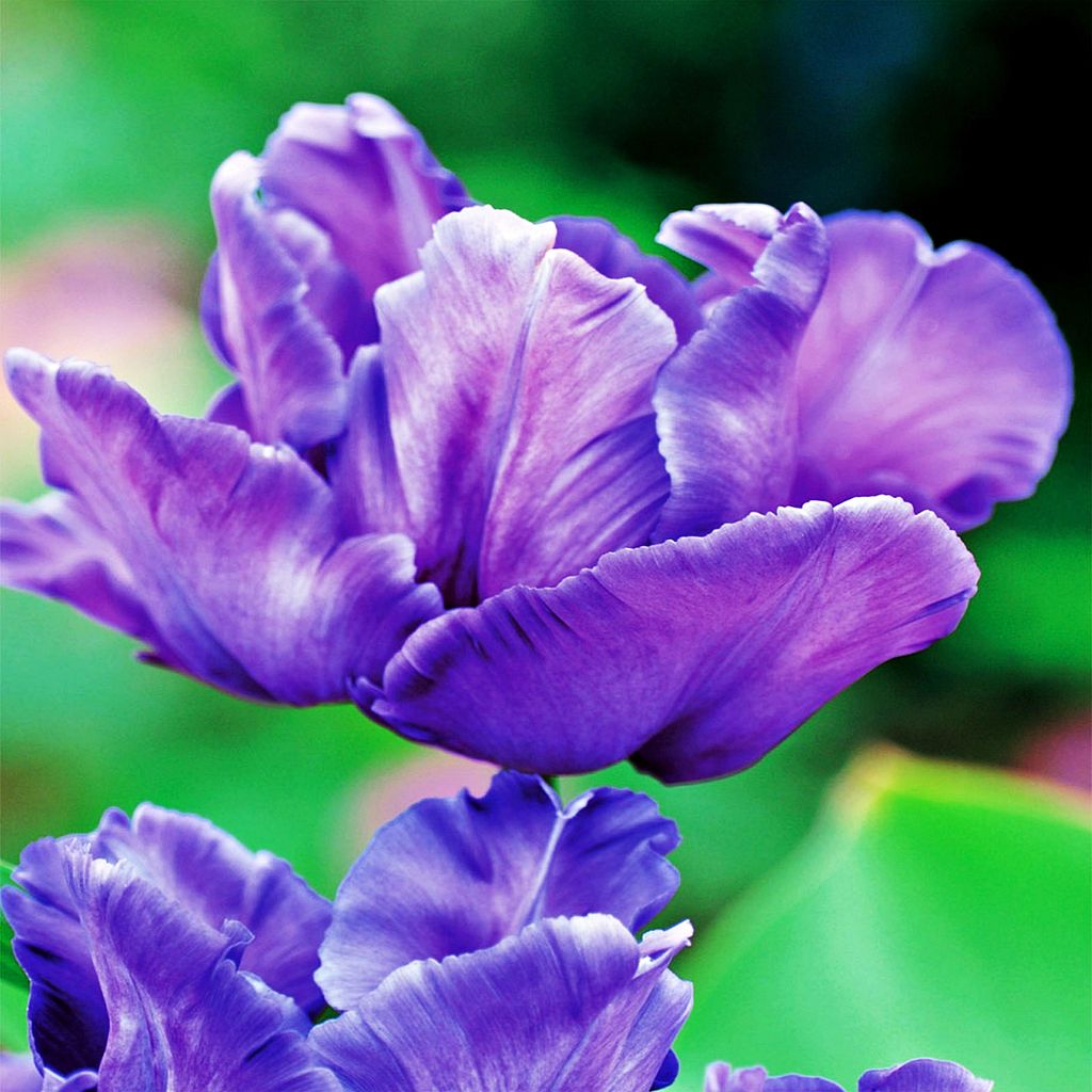 Tulipan Papuzi Blue Parrot 5 szt. Tulipany Cebulki Zdjęcie produktu 