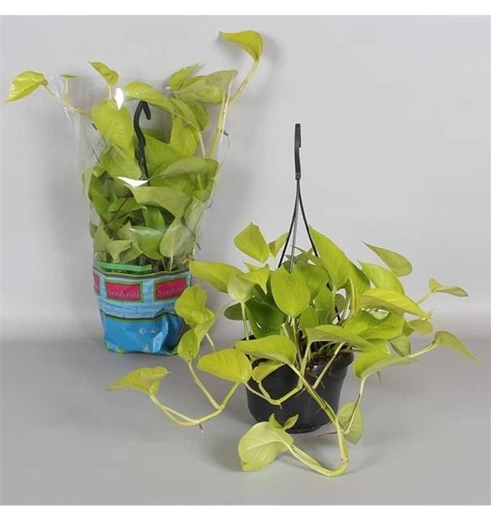 Epipremnum 'Golden Pothos'  Ampel 50-60 cm - leuchtende Produktbild 