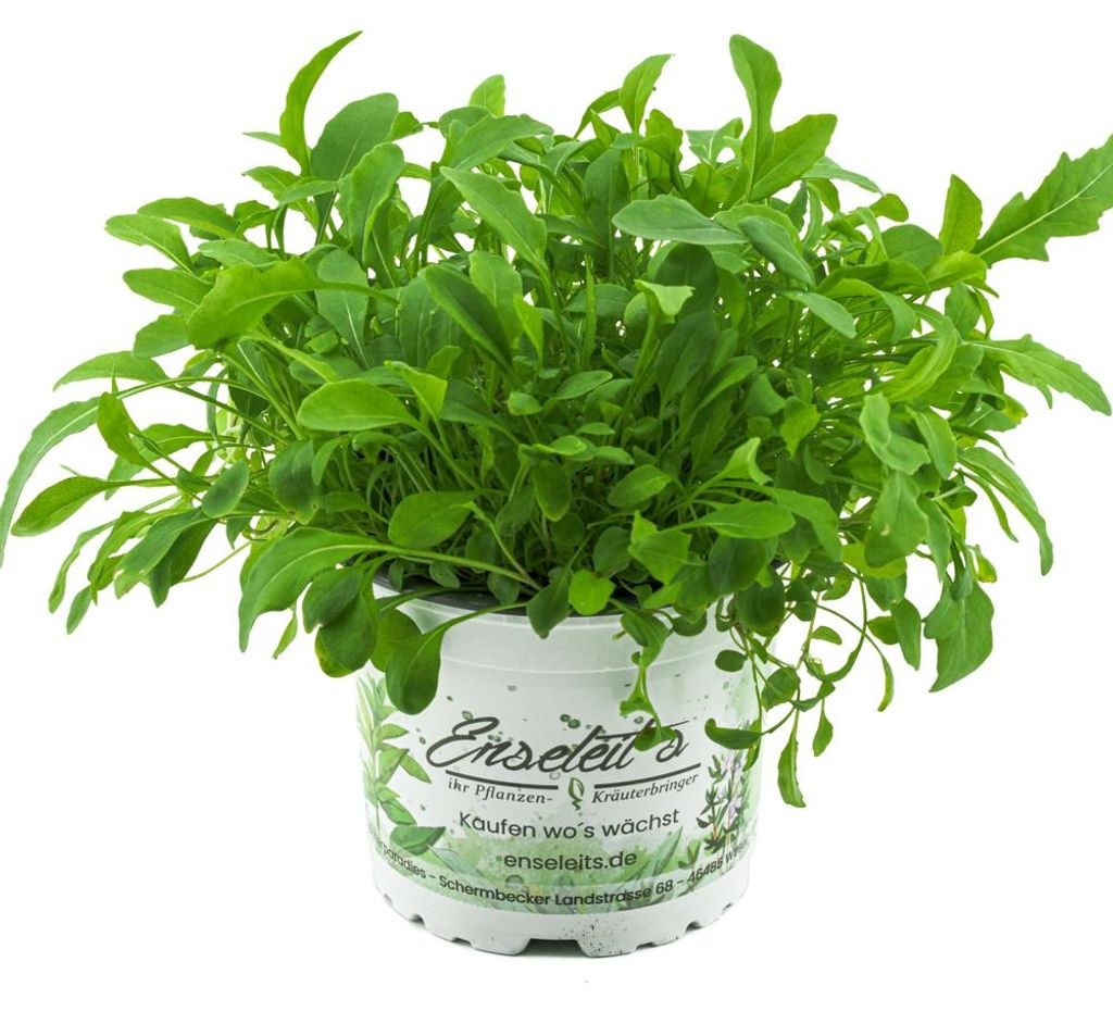 Enseleits Rucola Pflanze, Salatrauke,Diplotaxis tenuifolia, Produktbild 