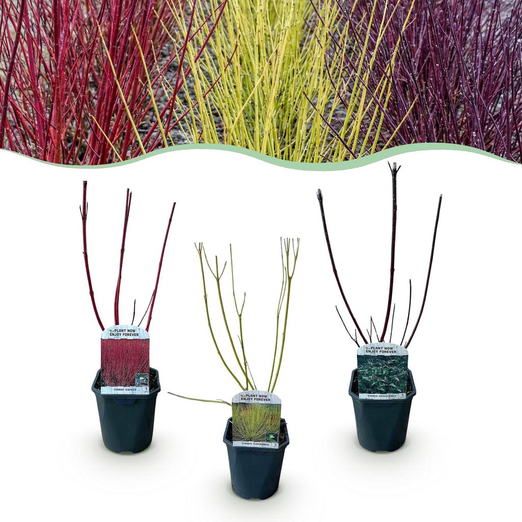 Green boutiQ - Heesters - Cornus alba Tricolour - Mix van Image du produit 