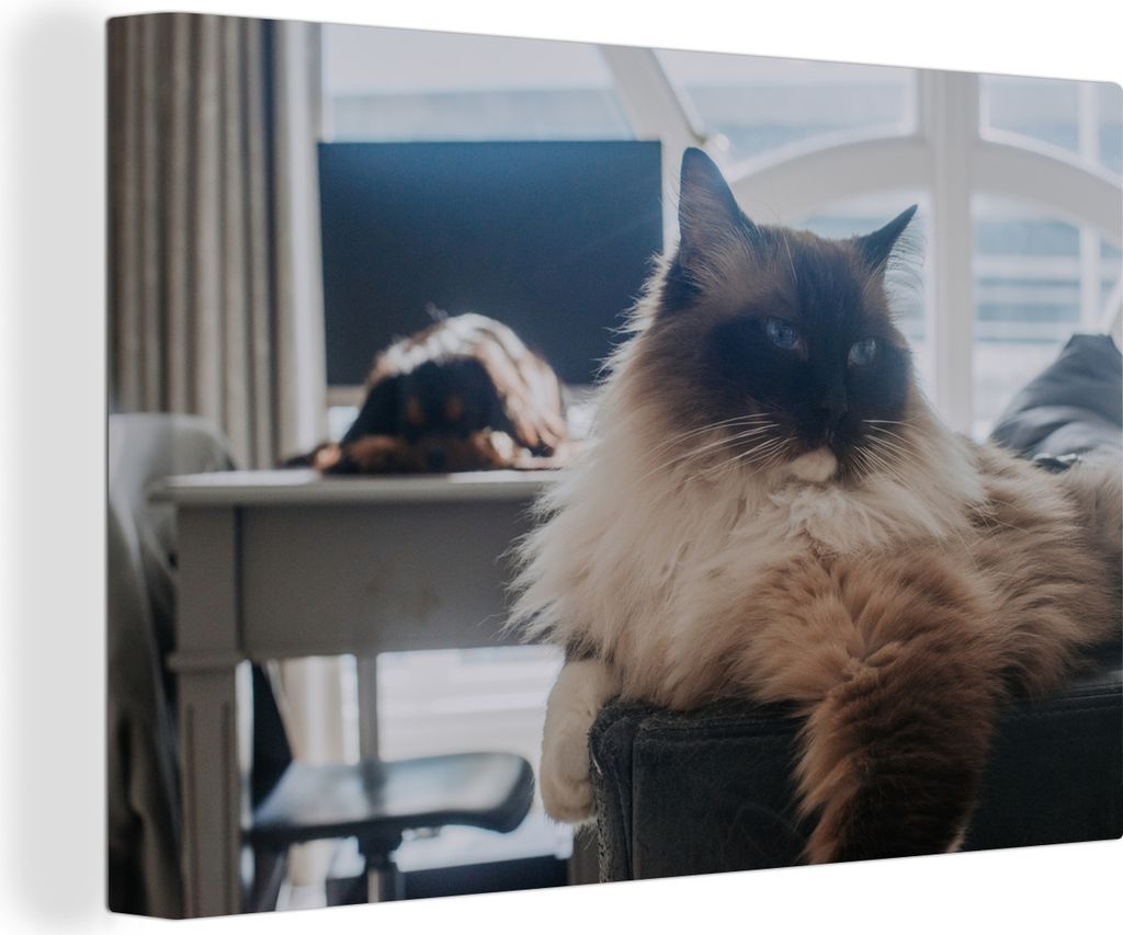 OneMillionCanvasses - Leinwandbilder - 140x90 cm, Eine ruhende Ragdoll-Katze, Wandbilder Kunstdruck Wanddekoration - Foto auf Leinwand - Gemälde...