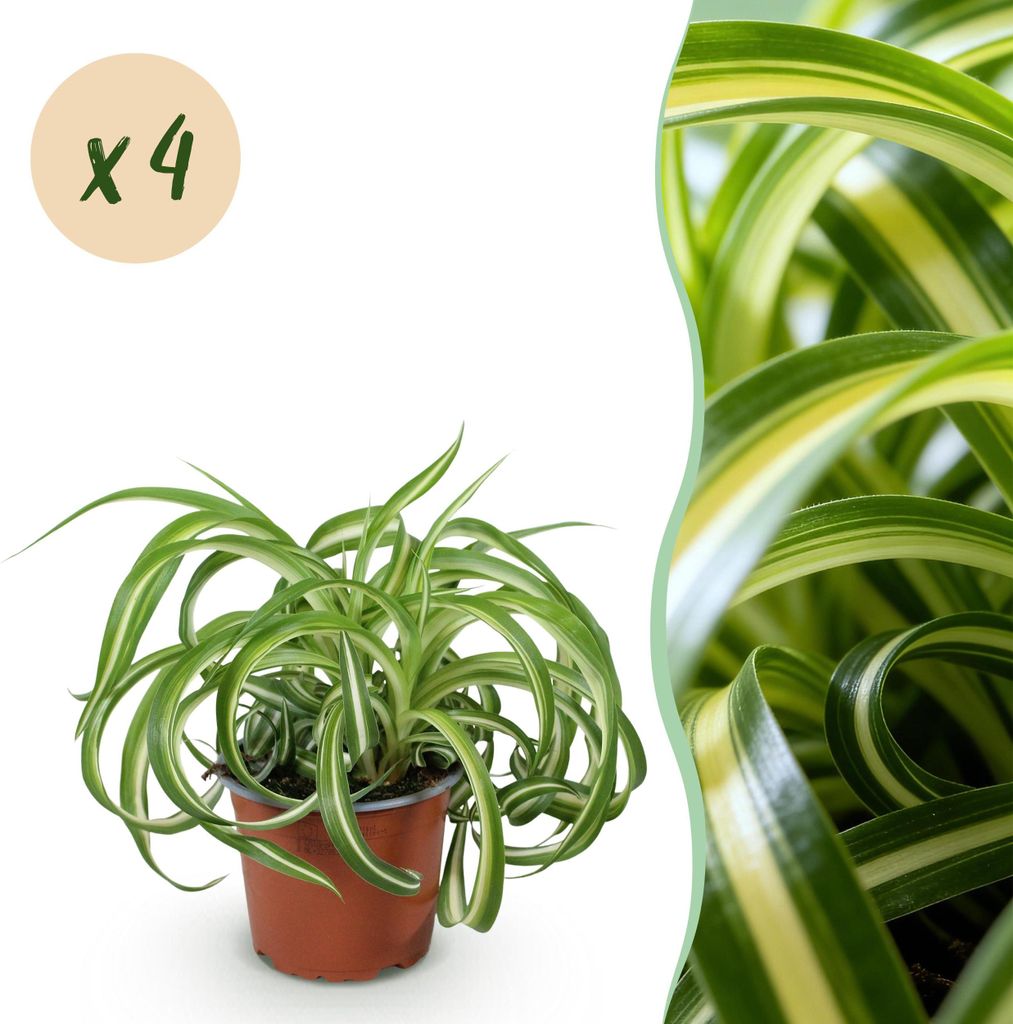 Green boutiQ - Zimmerpflanze - Chlorophytum comosum Bonnie - Krause Graslilie - Haustierfreundlich - Bunt - 4 Pflanzen - Topf 12cm - Höhe 20-25cm