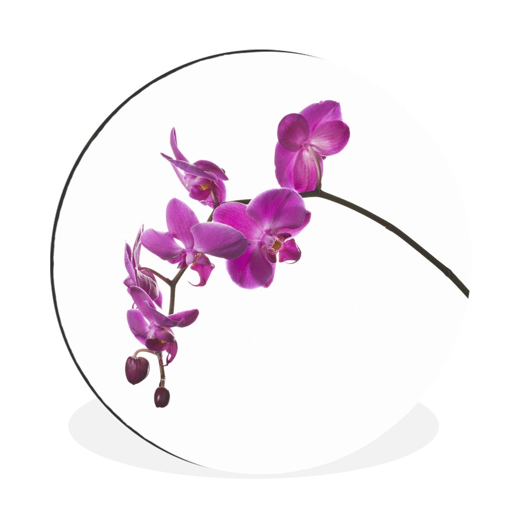 MuchoWow Aluminium Wandkreis Orchidee vor weißem Hintergrund Ø 60 cm Wanddeko Modern Wohnzimmer - Wand Kreis - Wandbild - Schlafzimmer - Alumin...