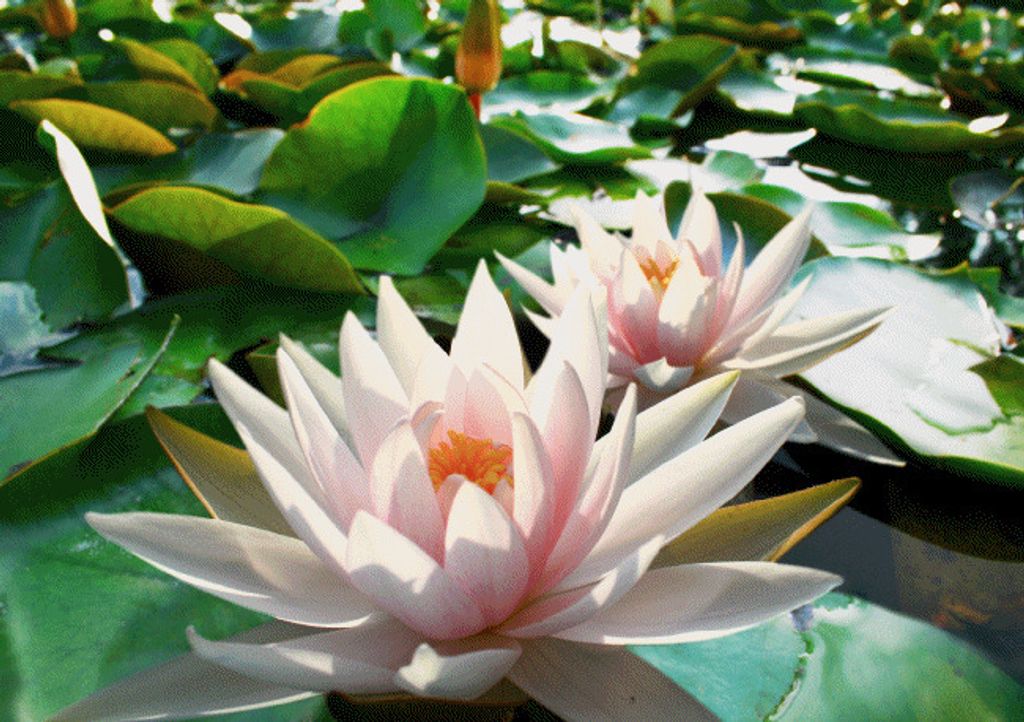 3 D Ansichtskarte Seerosen, Postkarte Wackelkarte Hologrammkarte Bild Blumen Seerose