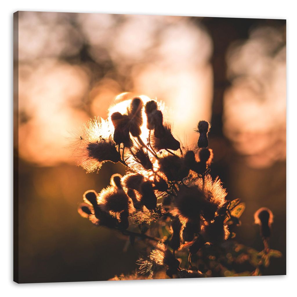 Leinwanddruck Botanik Morgen 60x60 cm