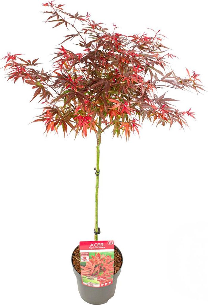 Bloomique - Acer palmatum Shaina - Fächerahorn auf Stamm - Produktbild 