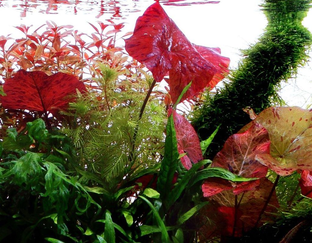 Aquarium Pflanze Nymphaea Lotus Tigerlotus Wasserpflanze Produktbild 