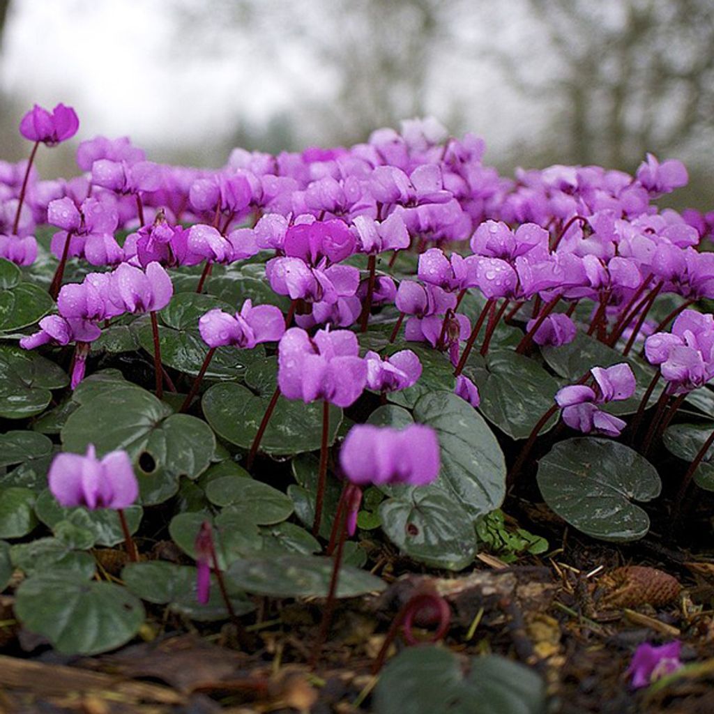 6 x Frühlings Alpenveilchen - Cyclamen coum | Topf 9cm x 9cm