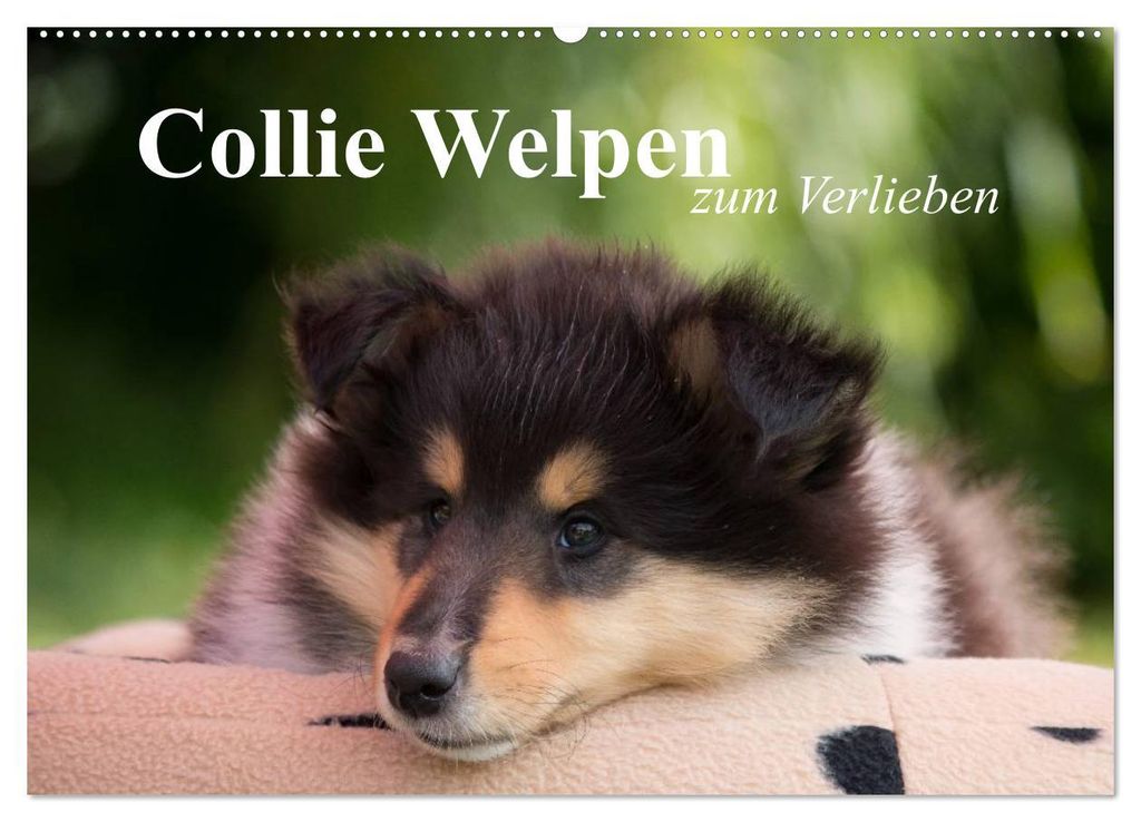 Collie Welpen zum Verlieben (Wandkalender 2027 DIN A2 quer), CALVENDO Monatskalender